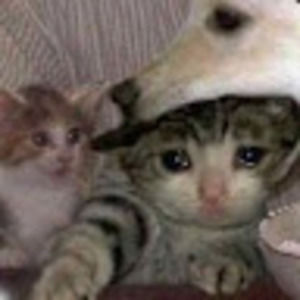 Meet your Posher, Abigail